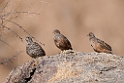 Hartlaub's Spurfowl.20141103_0576