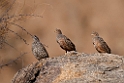 Hartlaub's Spurfowl.20141103_0586