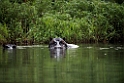 Hippo.20141114_1423