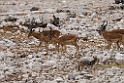 Impala.20141107_1026