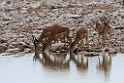 Impala.20141107_1027