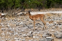Impala.20141109_1102