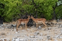 Impala.20141109_1103