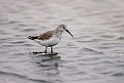 Krumnæbbet ryle.20141105_0099