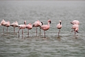 Lesser Flamingo.20141105_0029