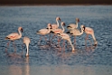 Lesser Flamingo.20141105_0217