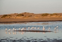 Lesser Flamingo.20141105_1277