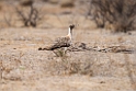 Ludwig's Bustard.20141108_0815