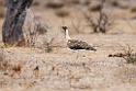 Ludwig's Bustard.20141108_0818