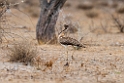 Ludwig's Bustard.20141108_0819