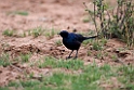 Meves's Starling.20141113_1758