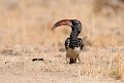 Monteiro's Hornbill.20141104_0263