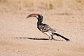 Monteiro's Hornbill.20141104_0280