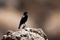Mountain Wheatear.20141103_0598
