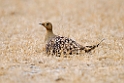 Namaqua Sandgrouse.20141108_0830