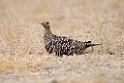 Namaqua Sandgrouse.20141108_0834