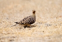 Namaqua Sandgrouse.20141108_0840