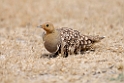Namaqua Sandgrouse.20141108_0847