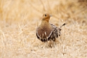Namaqua Sandgrouse.20141108_0856