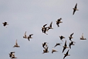 Namaqua sandgrouse.20141107_0975