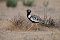 Northern Black Korhaan.20141108_0769