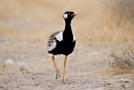 Northern Black Korhaan.20141108_0784