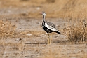Northern Black Korhaan.20141109_0749