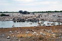 Okaukuejo watherhole Etosha.20141108_1208