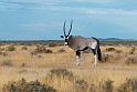 Oryx.20141108_1185