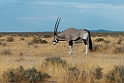 Oryx.20141108_1190