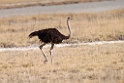 Ostrich.20141110_0700