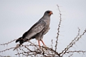 Pale Chanting hawk.20141108_0896