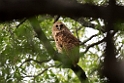Pel's Fishing Owl.20141113_1819