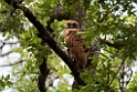 Pel's Fising Owl.20141114_1640