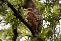 Pel's Fising Owl.20141114_1679