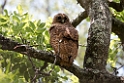 Pel's Fising Owl.20141114_1731