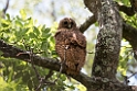 Pel's fish-owl.20141114_1731