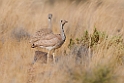 Rüppell's Korhaan.20141107_0935