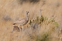 Rüppell's Korhaan.20141107_0937