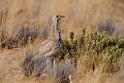 Rüppell's Korhaan.20141107_0948