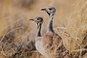 Rüppell's Korhaan.20141107_0958