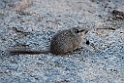 Rat.20141103_0343