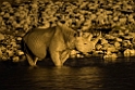 Rhino by night.20141107_1044