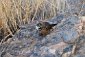 Rockrunner.20141101_0655