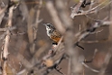 Rockrunner.20141103_0426