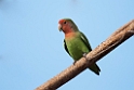 Rosy-faced Lovebird.20141102_0638