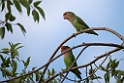 Rosy-faced Lovebird.20141102_0645