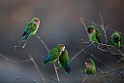 Rosy-faced Lovebird.20141103_0315