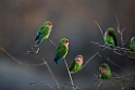 Rosy-faced Lovebird.20141103_0319