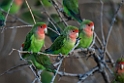 Rosy-faced Lovebird.20141103_0331
